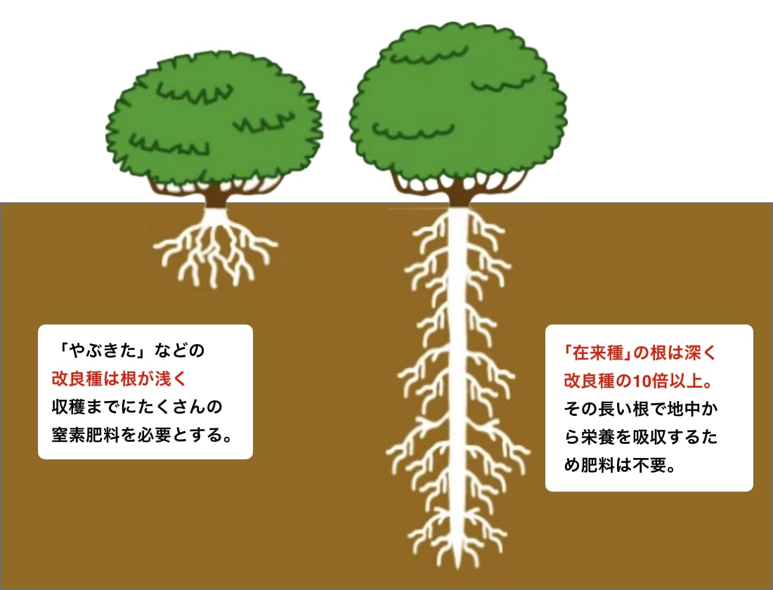 「やぶきた」などの改良種は根が浅く収穫までにたくさんの窒素肥料を必要とする。｢在来種｣の根は深く改良種の10倍以上。その長い根で地中から栄養を吸収するため肥料は不要。